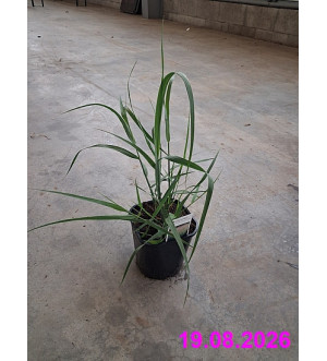 Panicum virg. 'Warrior' C 2 L